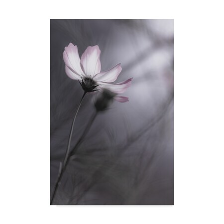 Trademark Fine Art Hideto Morimatsu 'Cosmos Purple' Canvas Art, 30x47 1X07485-C3047GG